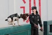 训犬毕业后做什么工作(训犬毕业后做什么工作比较好)