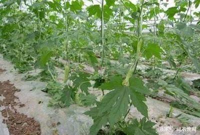 大学毕业后种苦瓜吗(丝瓜种植时间及技术要点)